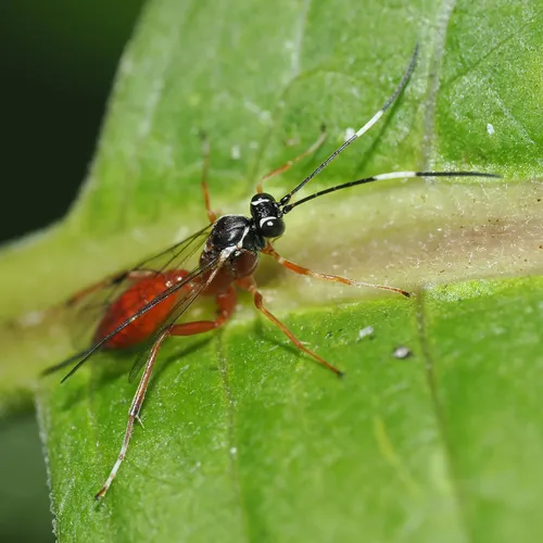 Ischnus inquisitorius