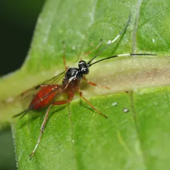 Ischnus inquisitorius thumbnail 1