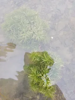 Canadian water-nymph thumbnail 2