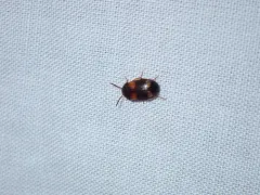 Mycetophagus quadripustulatus thumbnail 3
