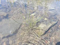 St. Lawrence Quillwort thumbnail 2
