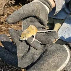 Northern Pacific Jumping Mouse thumbnail 2