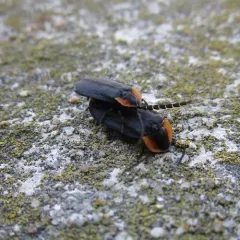Black Firefly thumbnail 2