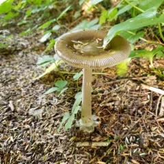 Constricted Grisette thumbnail 4