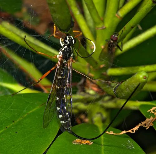 Rhyssa lineolata