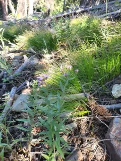 elegant aster thumbnail 3