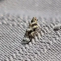 Catonia cinctifrons thumbnail 4