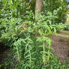 caper spurge thumbnail 3