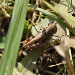 White-whiskered grasshopper thumbnail 4