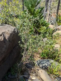 Birchleaf Mountain Mahogany thumbnail 1