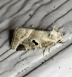 Black-barred Brown thumbnail 4