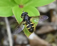 Long-nosed Pond Fly thumbnail 2