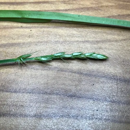 smooth-sheathed sedge