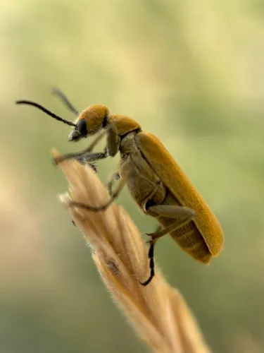 Rust-colored Beetle
