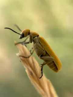 Rust-colored Beetle thumbnail 1
