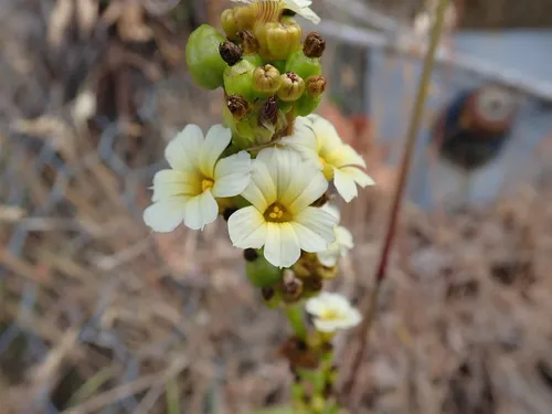 pale yellow-eyed grass