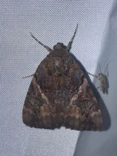 Little Wife Underwing thumbnail 4