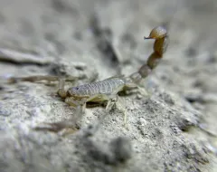 Yellow Devil Scorpion thumbnail 2