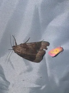 Pink Star Moth thumbnail 2