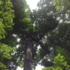 Cucumber-tree thumbnail 3