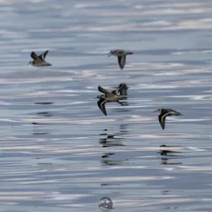 Red-necked Phalarope thumbnail 4