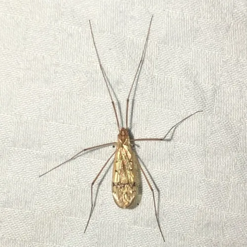 Metalimnobia triocellata