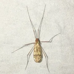 Metalimnobia triocellata thumbnail 1