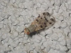 Melieria ochricornis thumbnail 4