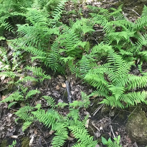 silvery glade fern