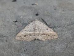 Pale-lined Angle thumbnail 3