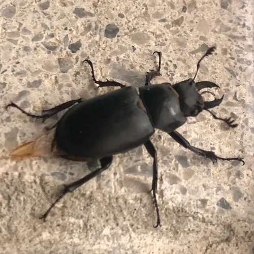 Smooth Stag Beetle