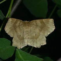 Pale Metarranthis Moth thumbnail 1