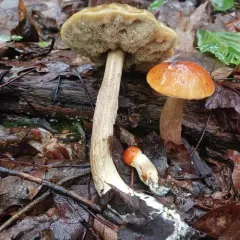 Leccinum longicurvipes thumbnail 3