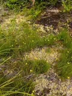 northern yellow-eyed grass thumbnail 4