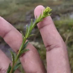 bog goldenrod thumbnail 4