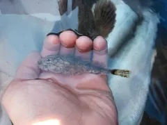 Arctic Sculpin thumbnail 2