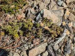 evergreen everlasting thumbnail 2