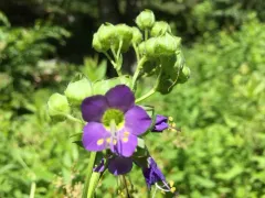 Bog Jacob's-ladder thumbnail 4