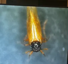 Penepissonotus bicolor thumbnail 2
