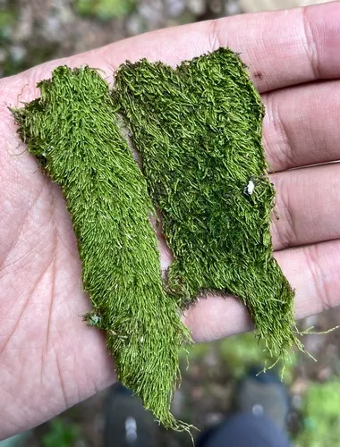 Pylaisiadelpha Moss