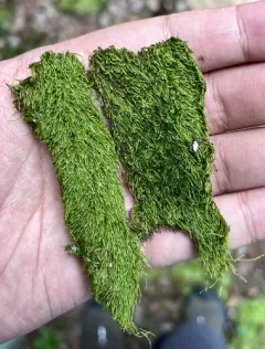 Pylaisiadelpha Moss thumbnail 1
