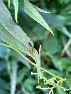Psila angustata thumbnail 4