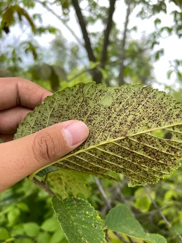 elm lace bug