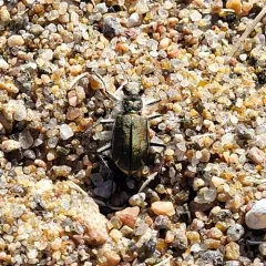 Hairy-necked Tiger Beetle thumbnail 4