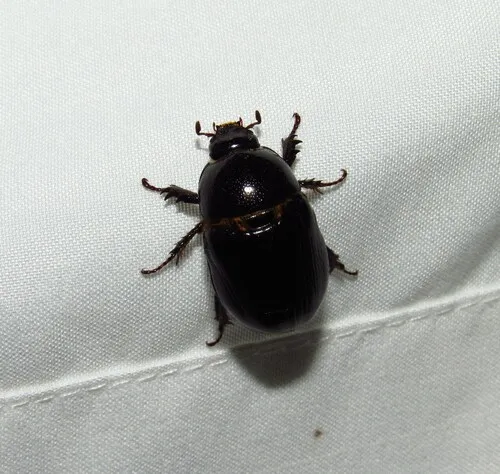 Relict Rhinoceros Beetle