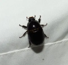 Relict Rhinoceros Beetle thumbnail 1