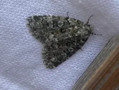 Cryphia olivacea thumbnail 3