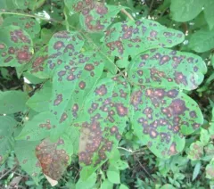 Mycosphaerella fraxinicola thumbnail 4