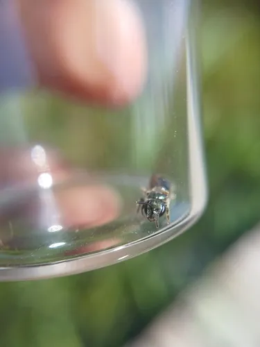 Oblong Sweat Bee
