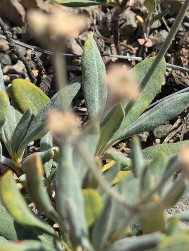 waldo wild buckwheat